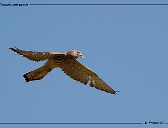 Animali 116